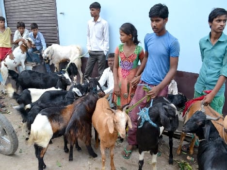 The goat was sold for twenty thousand