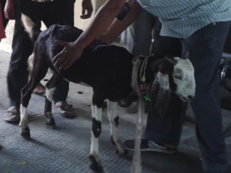 More feeding goat exploded urinary Bleder