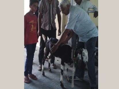 More feeding goat exploded urinary Bleder