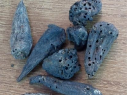 blood cancer herb find in uttarakhand.