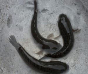 fish fell from sky in rudrapur.