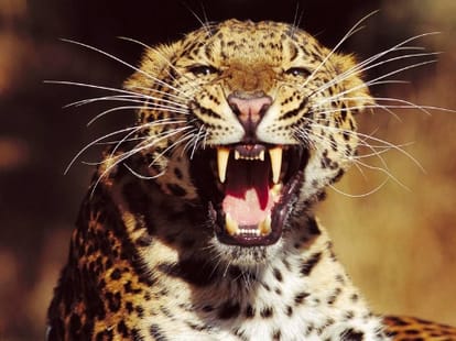 leopard attack on a boy in baharaich