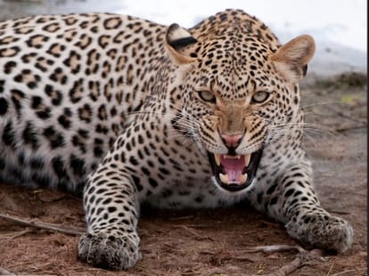 leopard attacked on child dead body found in forest.