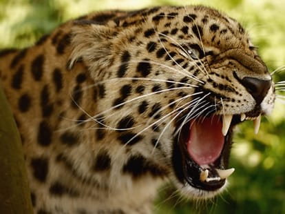 leopard attacked on child dead body found in forest.