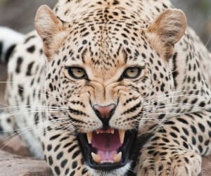 leopard attacks and kill a nine year old kid in UP