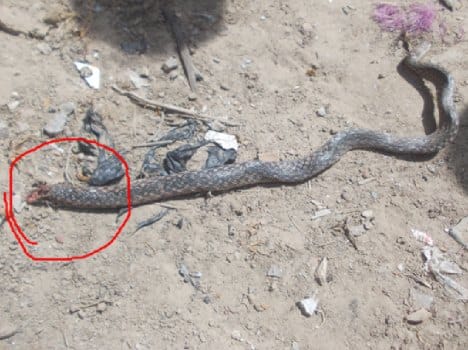 a man chewing snake and killed them