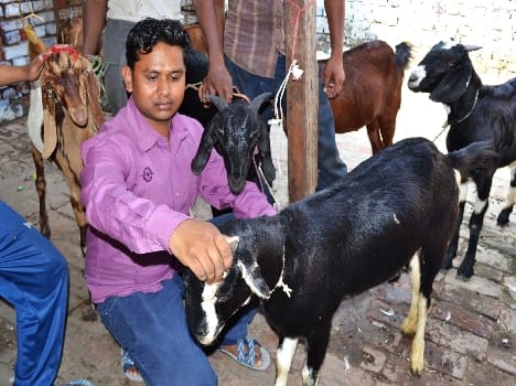 Bakri Eid today, preparations complete