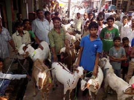 Bakri Eid today , coincided with goat vermicelli Shopping