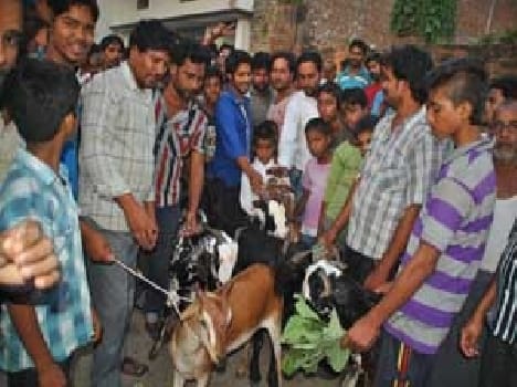 The market is buzzing plenty of goats