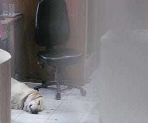 somnath bharti's dog don is counting  its last days