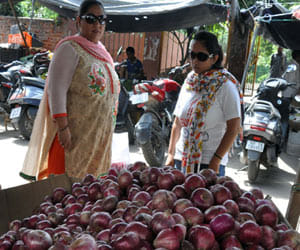 onion will be available at 20 rupees kg in haryana fresh