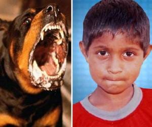 Stray dogs killed 2 children in kurukshetra