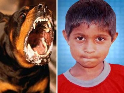 Stray dogs killed 2 children in kurukshetra