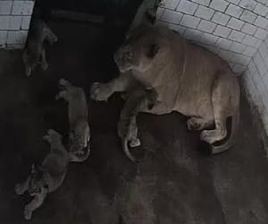 cctv footage of cubs playing in zoo