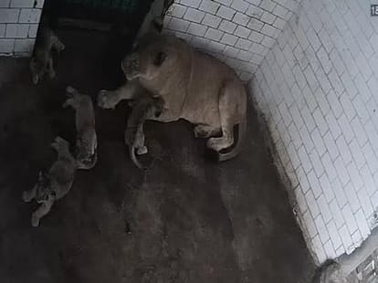cctv footage of cubs playing in zoo