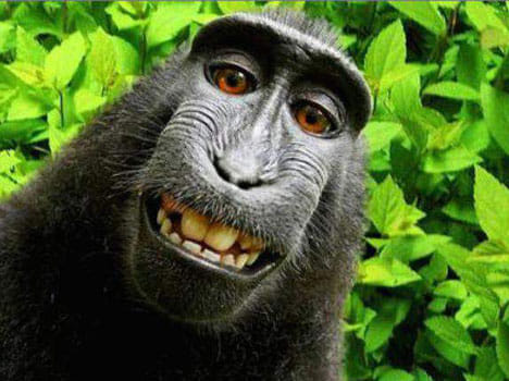 copyright case for the selfie of monkey