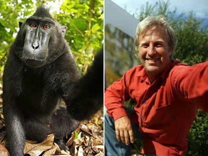 copyright case for the selfie of monkey
