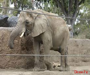 elephant attack on women
