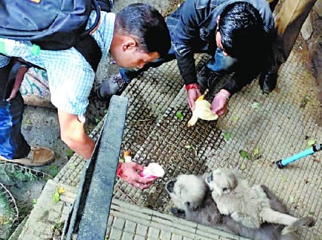 baboon interesting story