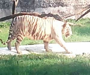 tiger conservation plan will launch from Uttarakhand.