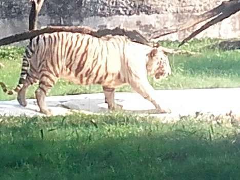 bengal tiger in chhatbir zoo