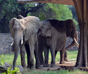 elephant in residential area