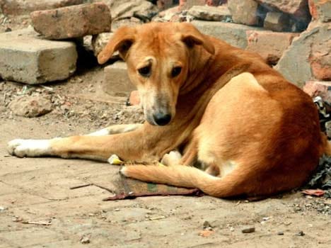 Stray dog sodomized by watchman in Thane, maharashrra
