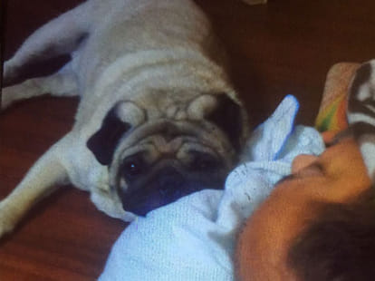 The owner was robbed, doggie death because of shock