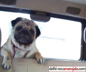 The owner was robbed, doggie death because of shock