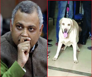 delhi police will ask somnath to direct don to bite and attack