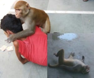 Man bitten by monkeys.