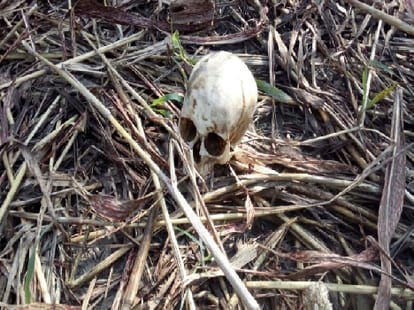 Vasudeva village in May found the skeleton of a young woman