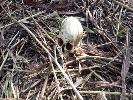 Vasudeva village in May found the skeleton of a young woman