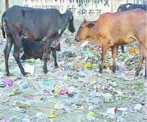 cow shed in bilaspur.