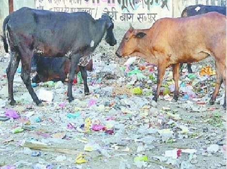 The city is still dirty, Bapu we ashamed