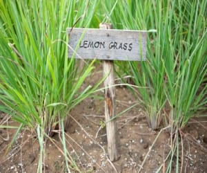 lemon grass harmful for mosquito.