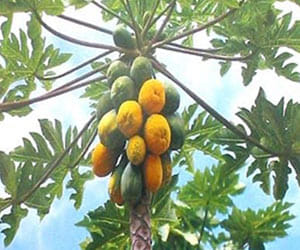 two papaya stolen from a mp house in delhi