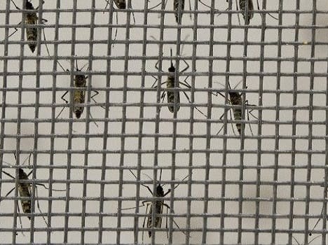 9 more test positive for dengue in Jammu region