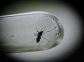 dengu symptoms found