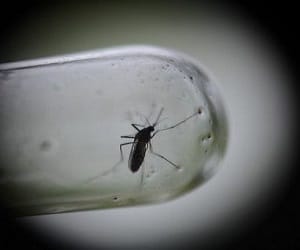 Lohia hospital ward off dengue