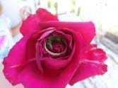 velentine day celibration
