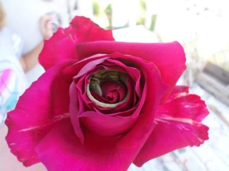 now warm welcome of guest will not be with artificial flowers