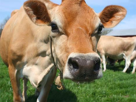 India is the largest exporter of beef- report