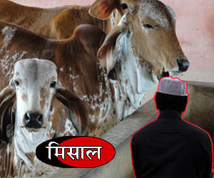 Precedent: a Muslim family working in Cowshed from 40 years