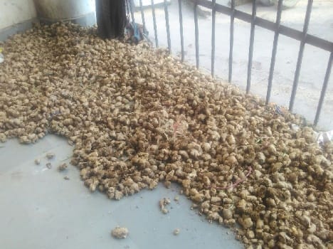 farmers not getting higher price for sirmouri Ginger.