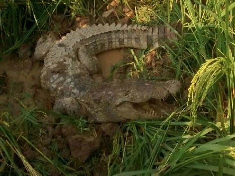 Entered crocodile farm, stirred