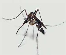 50 fall ill in alipur 