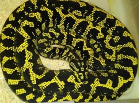 Pet store owner about to die when python screw him