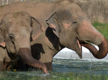 honey bee will stops elephants terror.