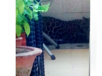viral video of leopard entered in retired army officer house